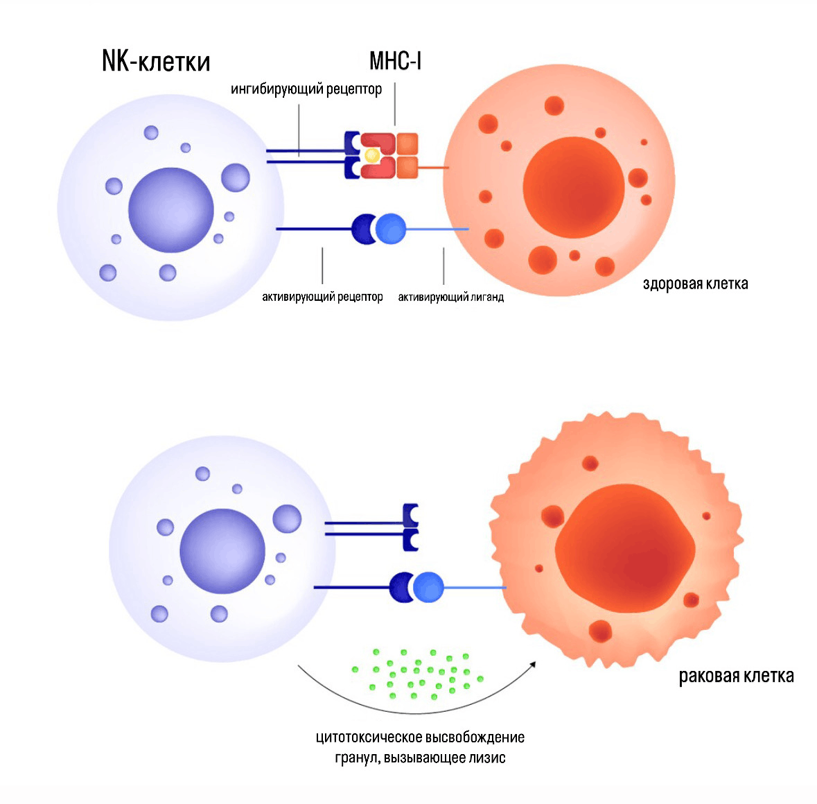 Механизм уничтожения раковой клетки
