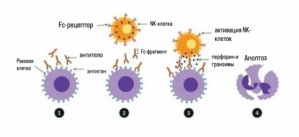 Антиген-зависимая клеточно-опосредованная цитотоксичность (ADCC)