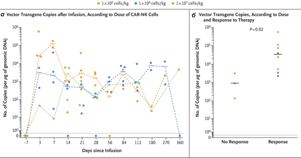 Сохранение NK-клеток после инфузии