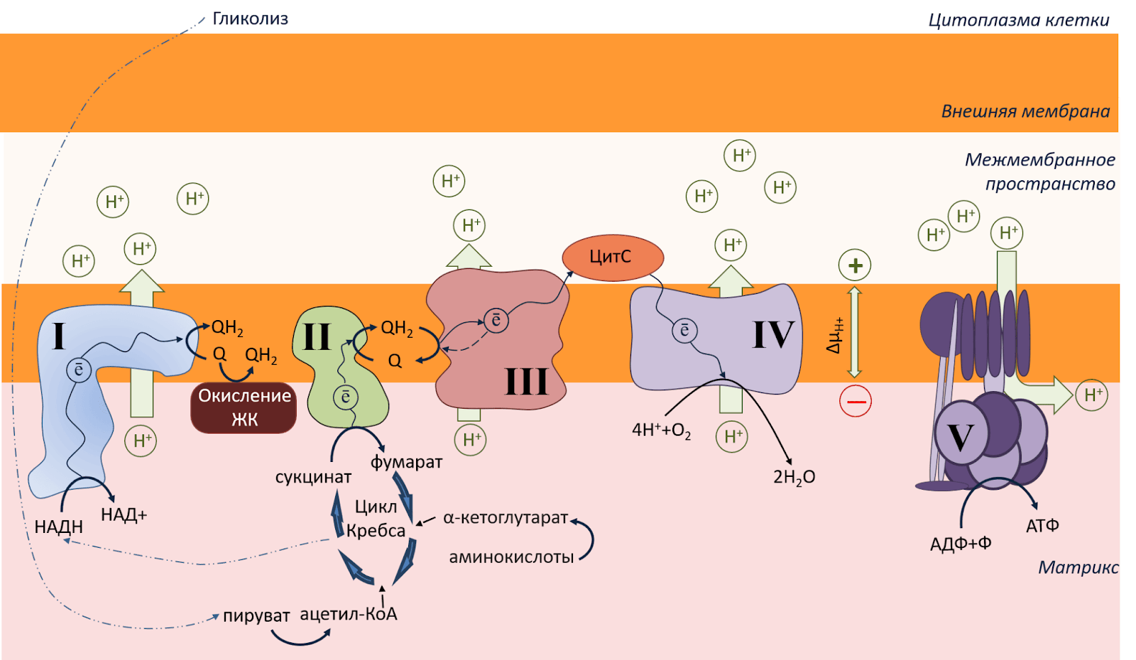 Схема работы ЭТЦ