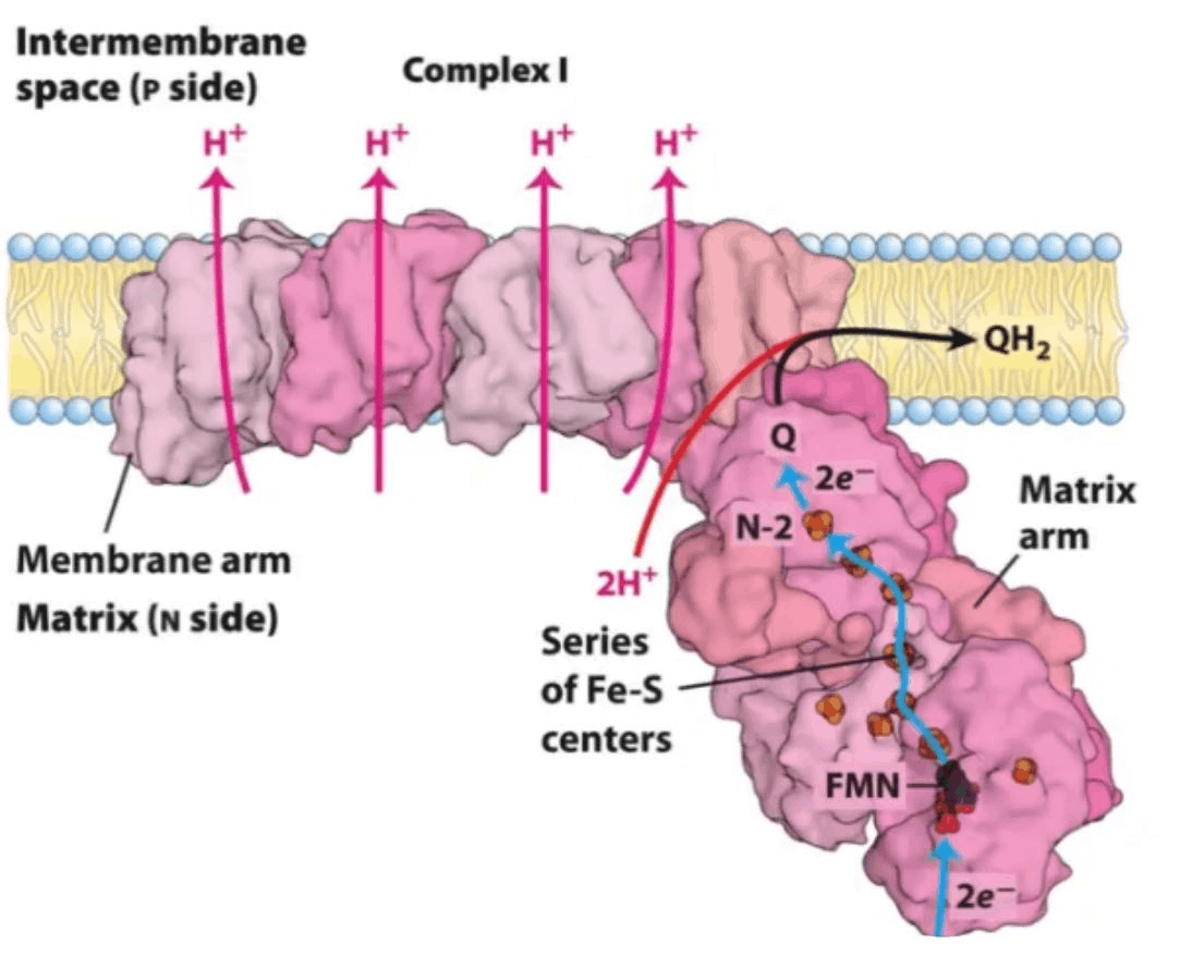 Строение НАДH-дегидрогеназного комплекса