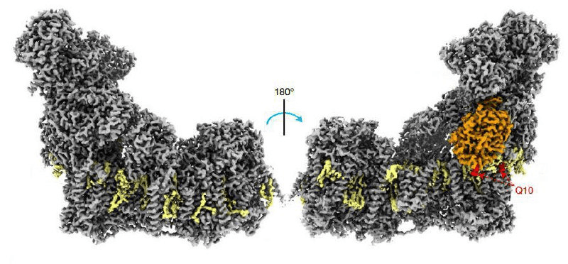 Строение НАДH-дегидрогеназного комплекса с двух сторон