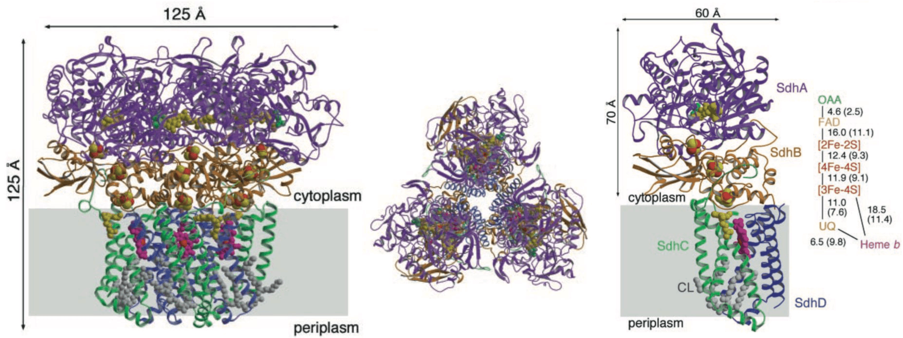 Структура сукцинат-дегидрогеназного комплекса с трех сторон