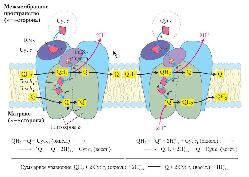 Cхема Q-цикла в 2 стадии