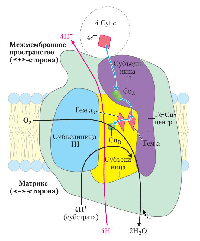 Схематичное строение комплекса IV