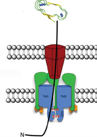 Строение T1SS на примере системы секреции гемолизина А у Escherichia coli