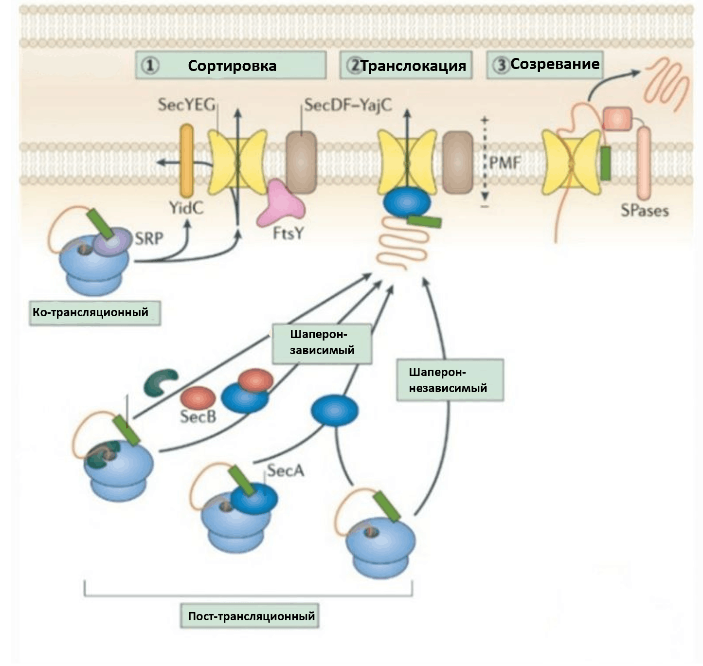 Схема работы системы секреции Sec