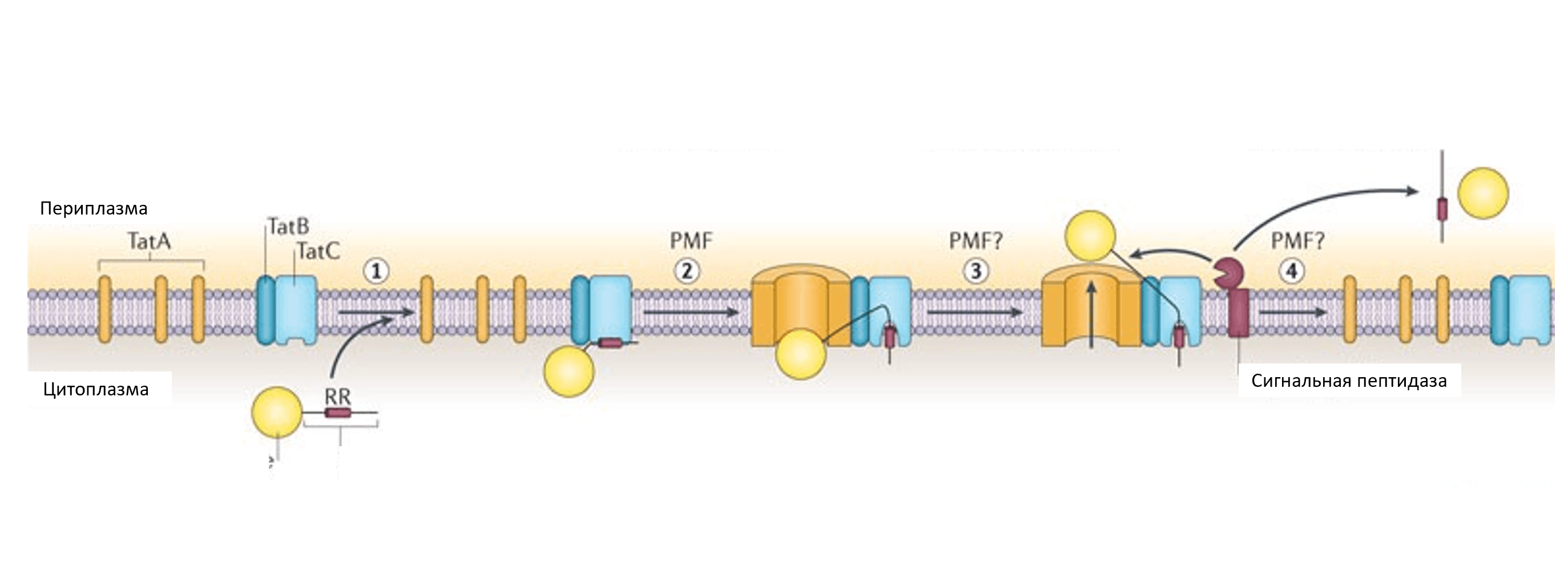 Схема работы системы секреции Tat