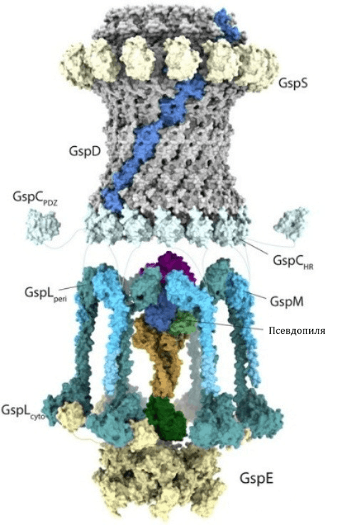 Строение системы секреции T2SS