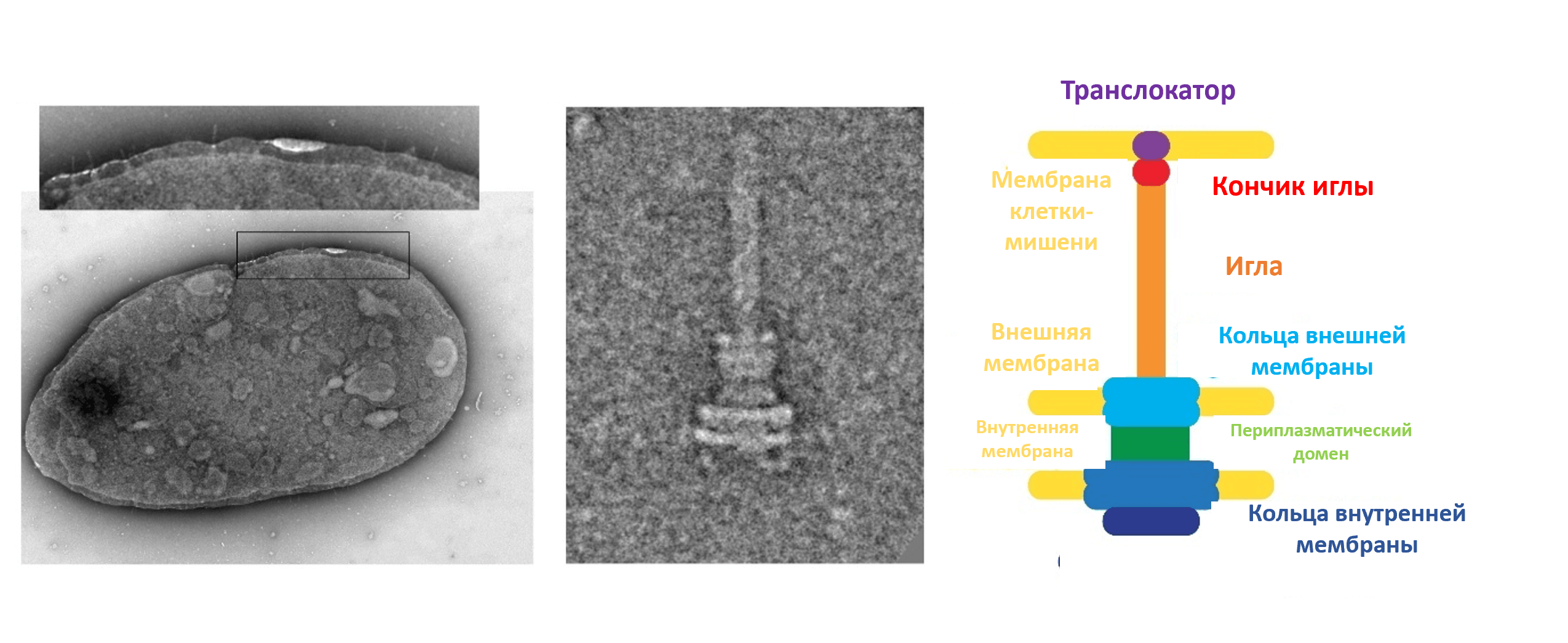 Строение системы секреции T3SS