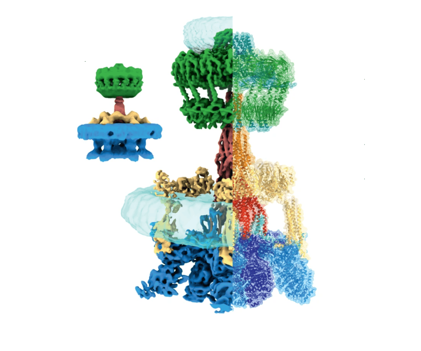 Строение системы секреции T4SS