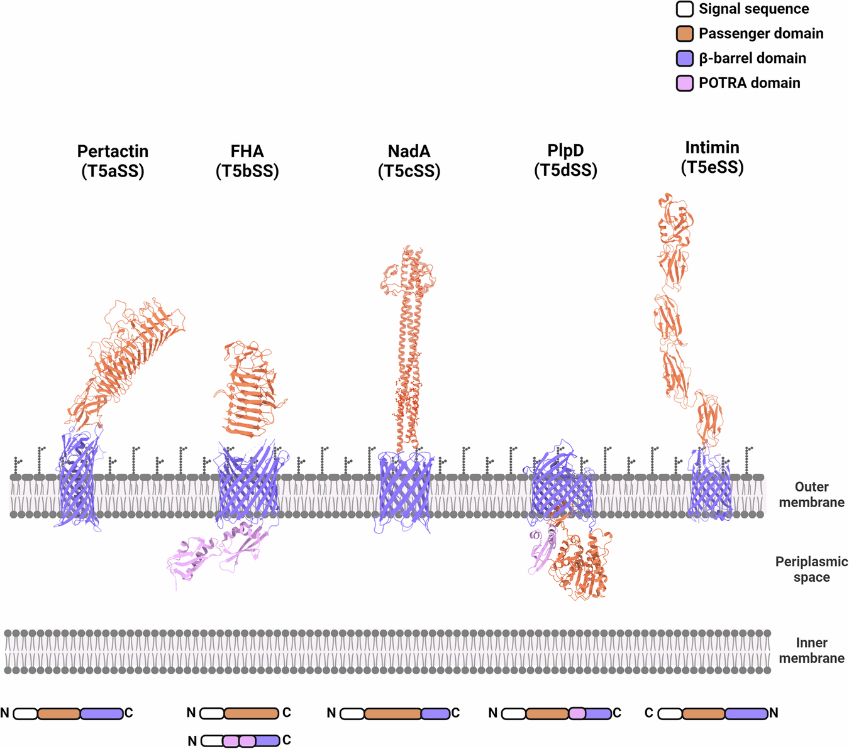 Подсистемы T5SS и секретируемые ими субстраты
