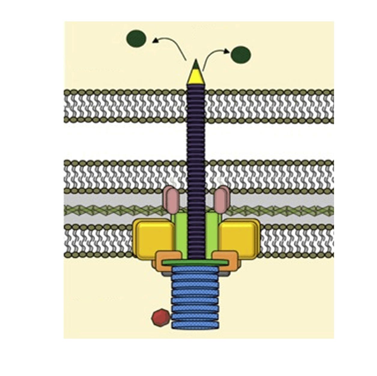 Структура системы секреции T6SS