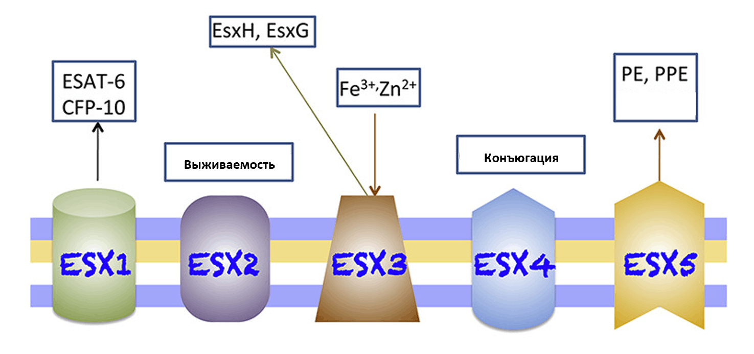 Системы секреции ESX1-5, характерные для рода Mycobacterium