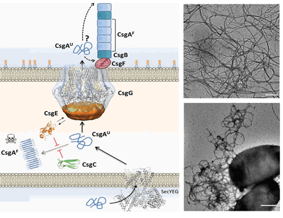 Строение системы секреции T8SS и биогенез волокон Curly у Escherichia coli