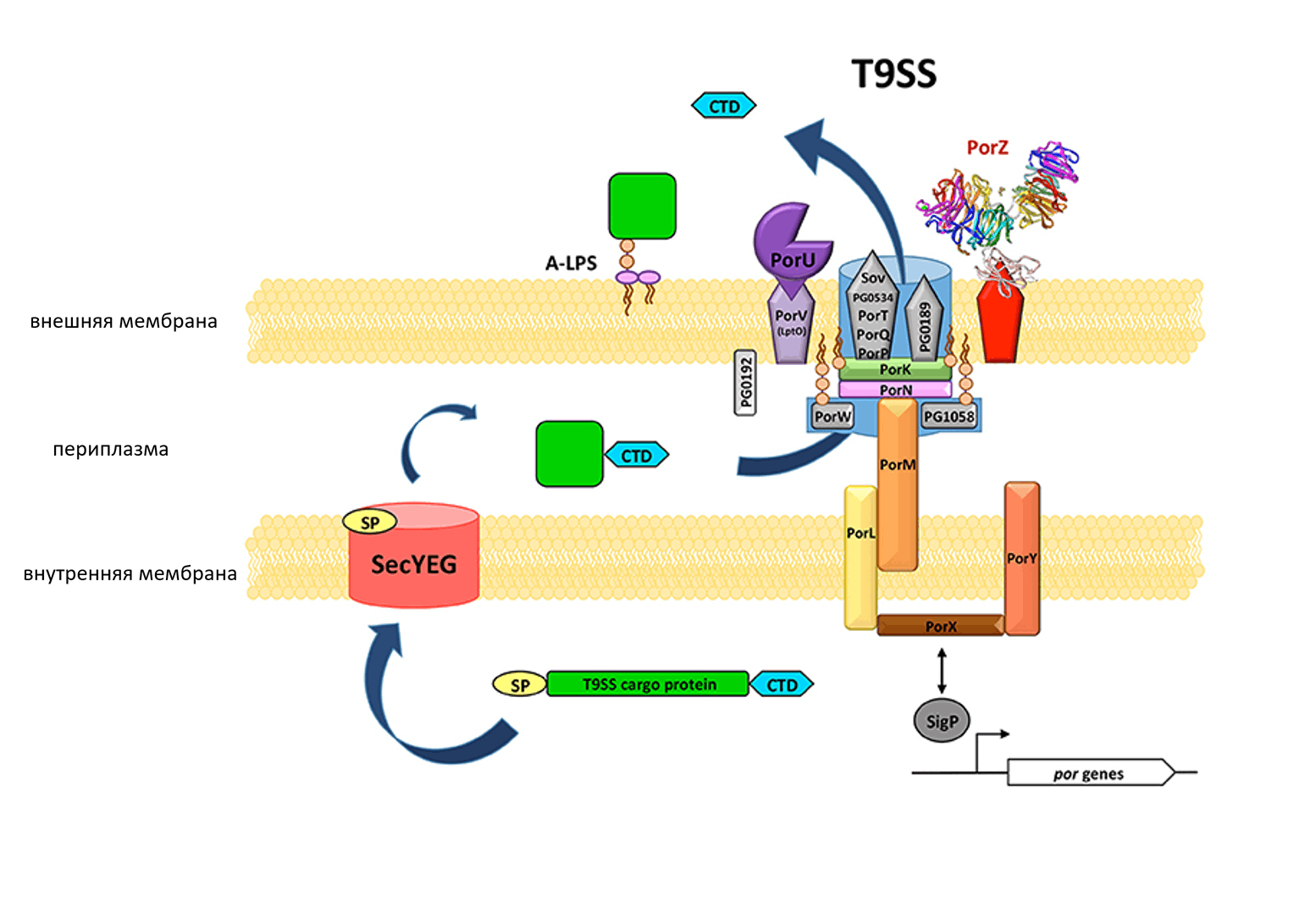 Строение системы секреции T9SS