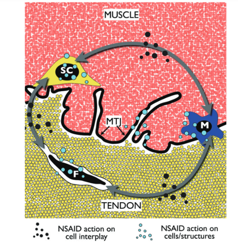 Возможные места воздействия НПВП для восстановления поврежденных мышц, сухожилий при растяжении