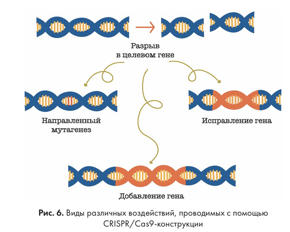 Иллюстрация из книги