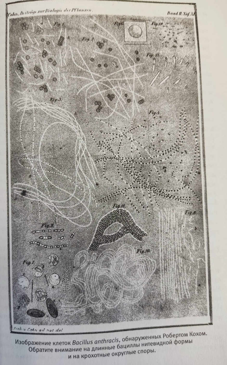 Иллюстрация из книги