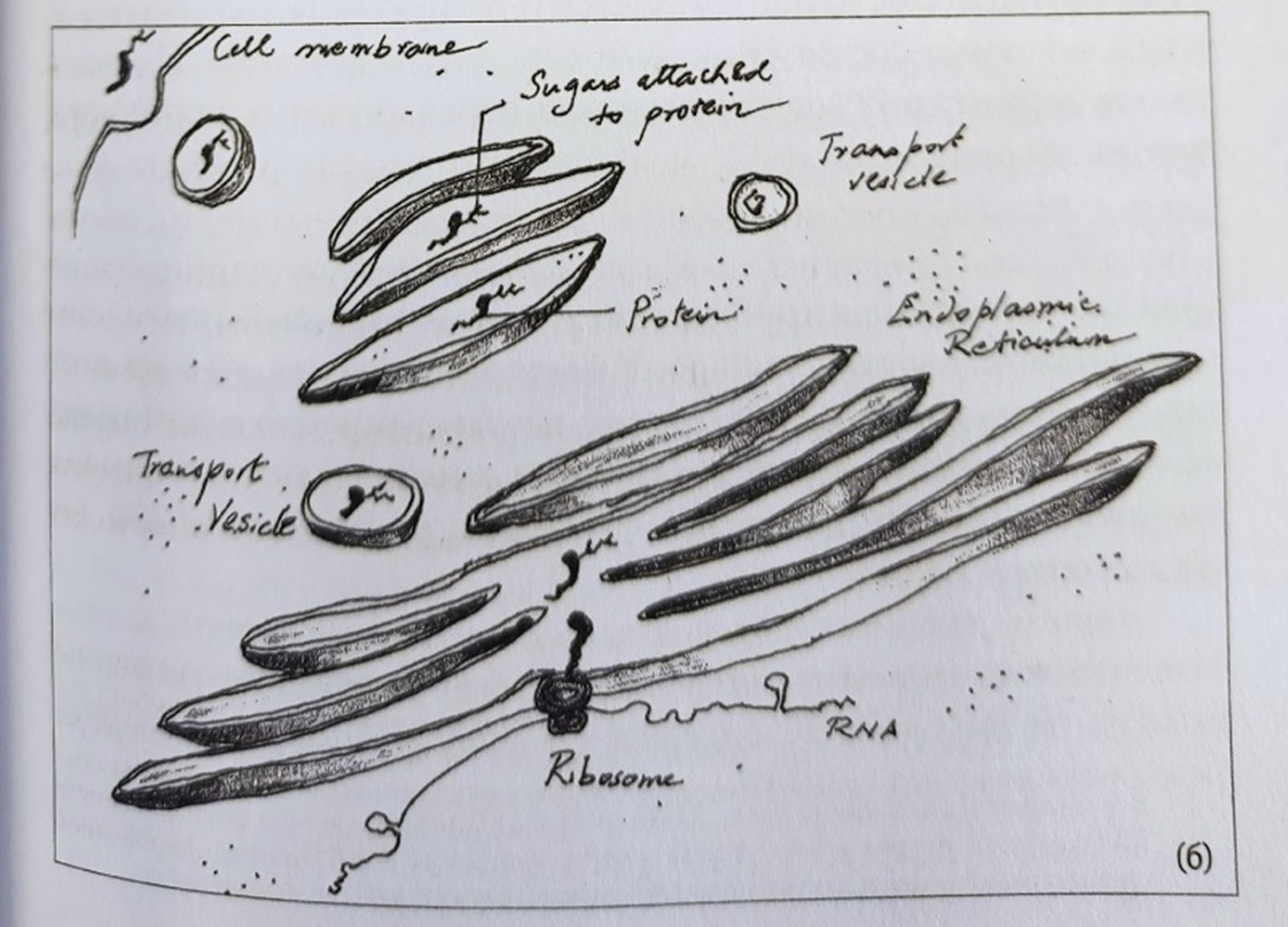 Иллюстрация из книги