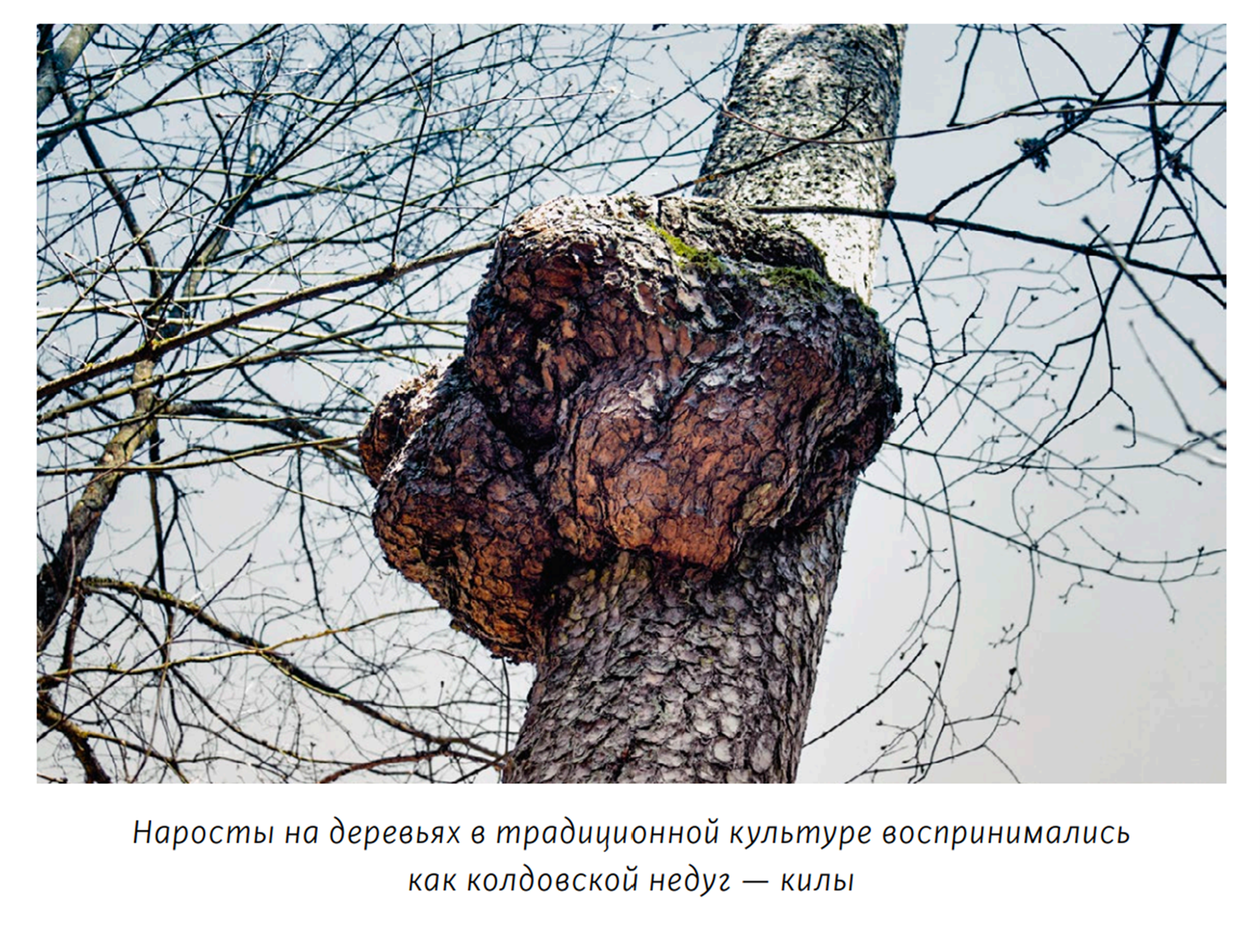 Иллюстрация из книги