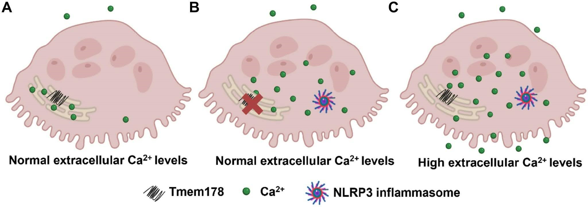Белок Tmem178 предотвращает «включение» инфламмасомы NLRP3 в остеокластах, ингибируя приток кальция
