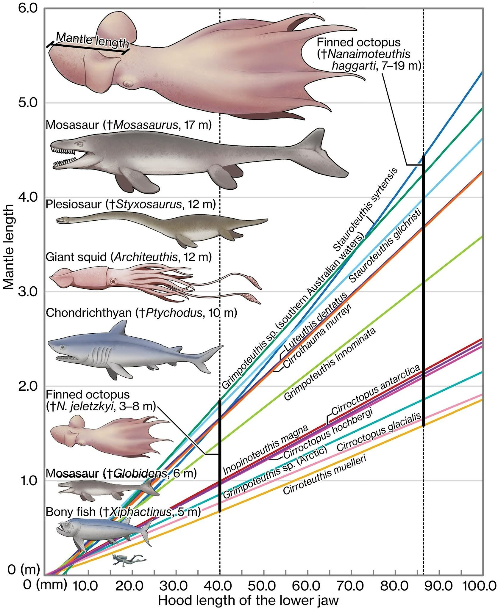 Сравнение размеров животных позднего мелового периода