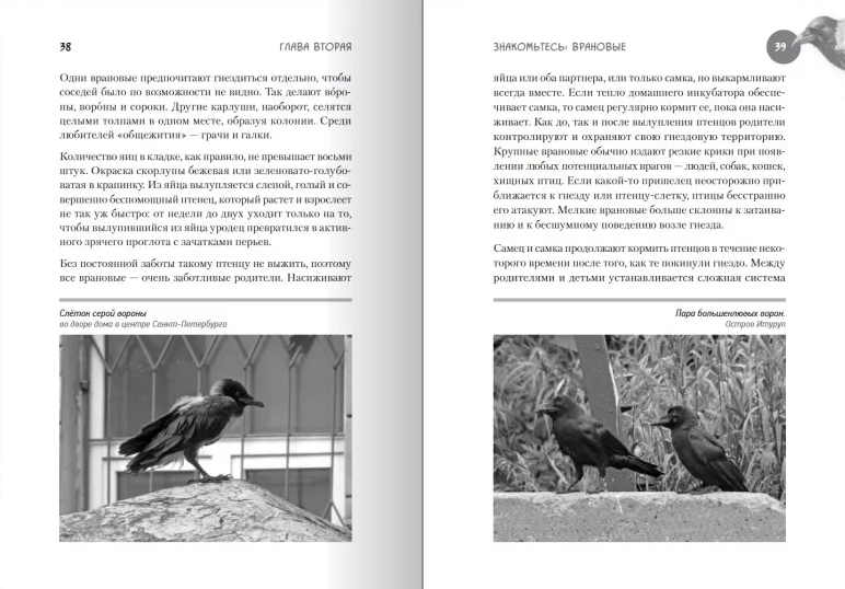Иллюстрация из книги