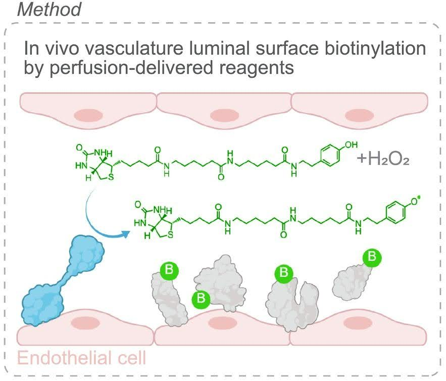 Схема метода анализа белкового состава внутренней поверхности сосудов