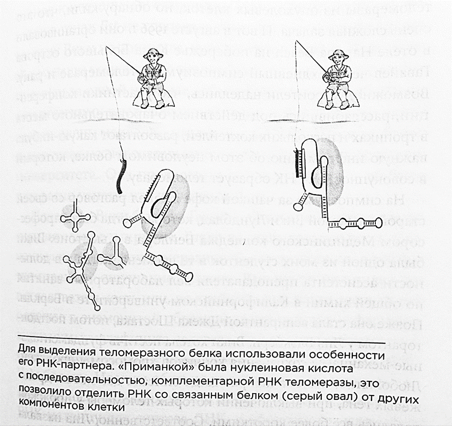 Иллюстрация из книги