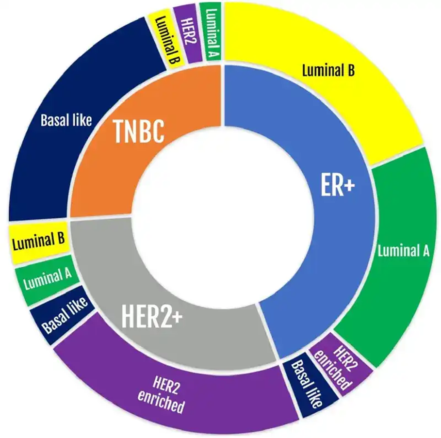 Молекулярная гетерогенность клинических подтипов рака молочной железы