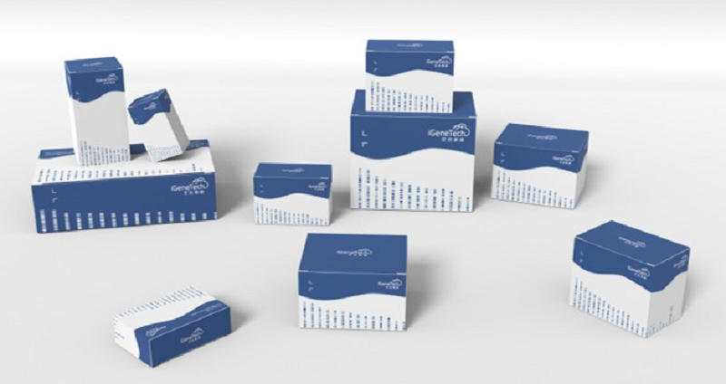 Клеточный цикл и фаза действия некоторых онкогенов и онкосупрессоров