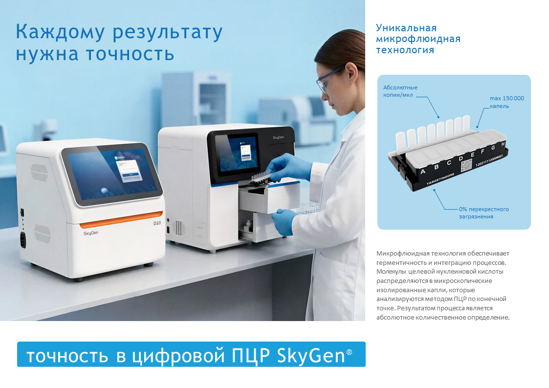Клеточный цикл и фаза действия некоторых онкогенов и онкосупрессоров