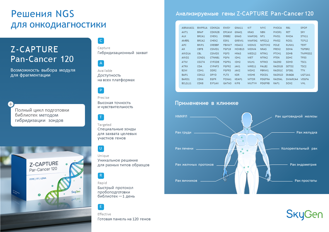 Клеточный цикл и фаза действия некоторых онкогенов и онкосупрессоров