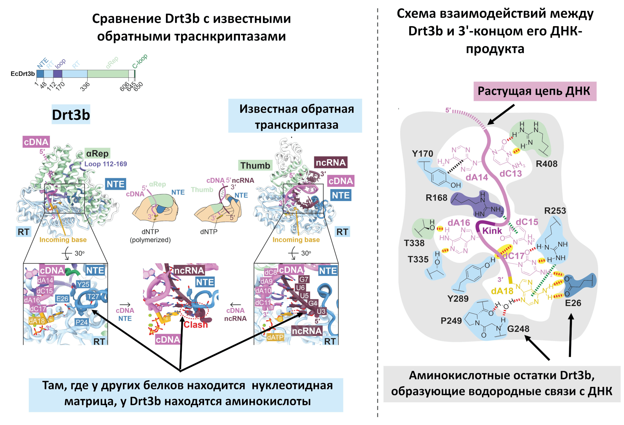 Структурная организация субъединицы Drt3b Escherichia coli по данным криоэлектронной микроскопии (cryo-EM)