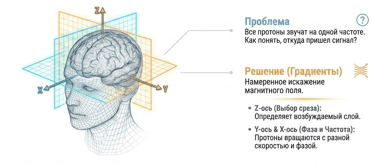 Пространственное кодирование в МРТ