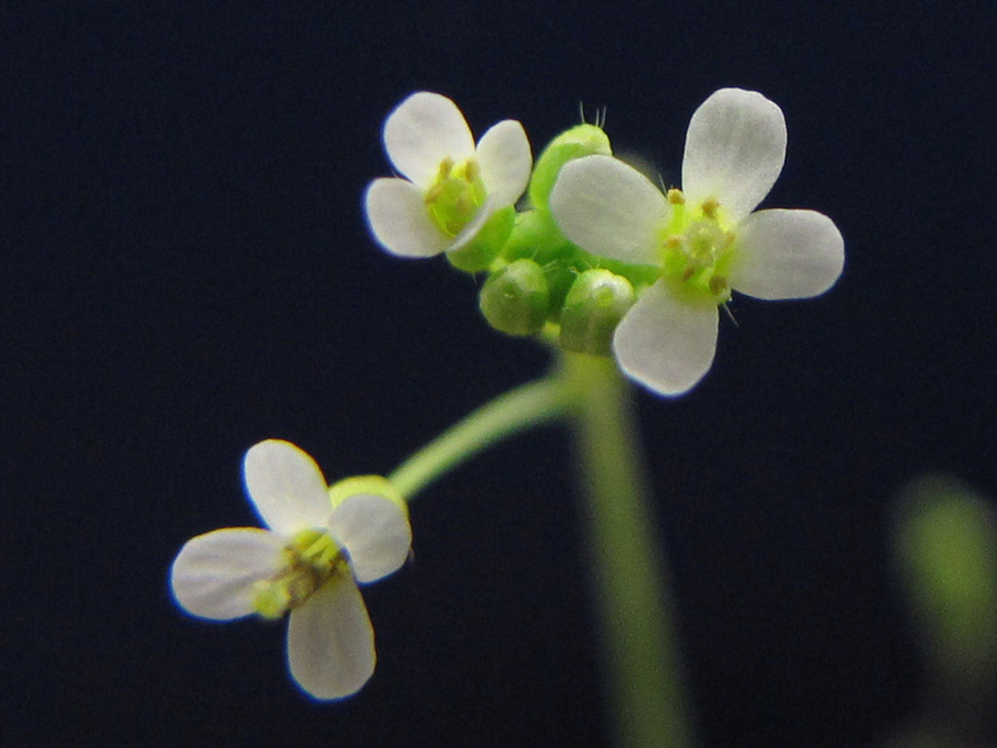 Arabidopsis thaliana