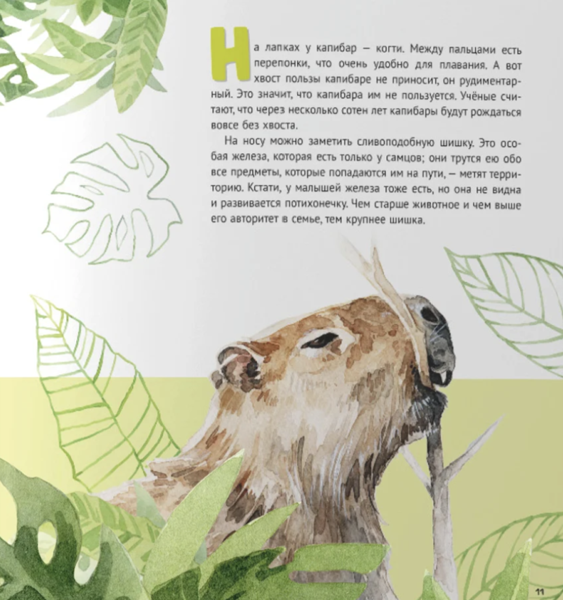 Иллюстрация из книги