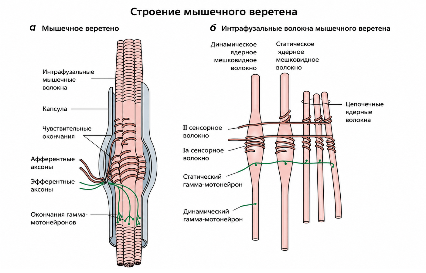 Строение мышечного веретена