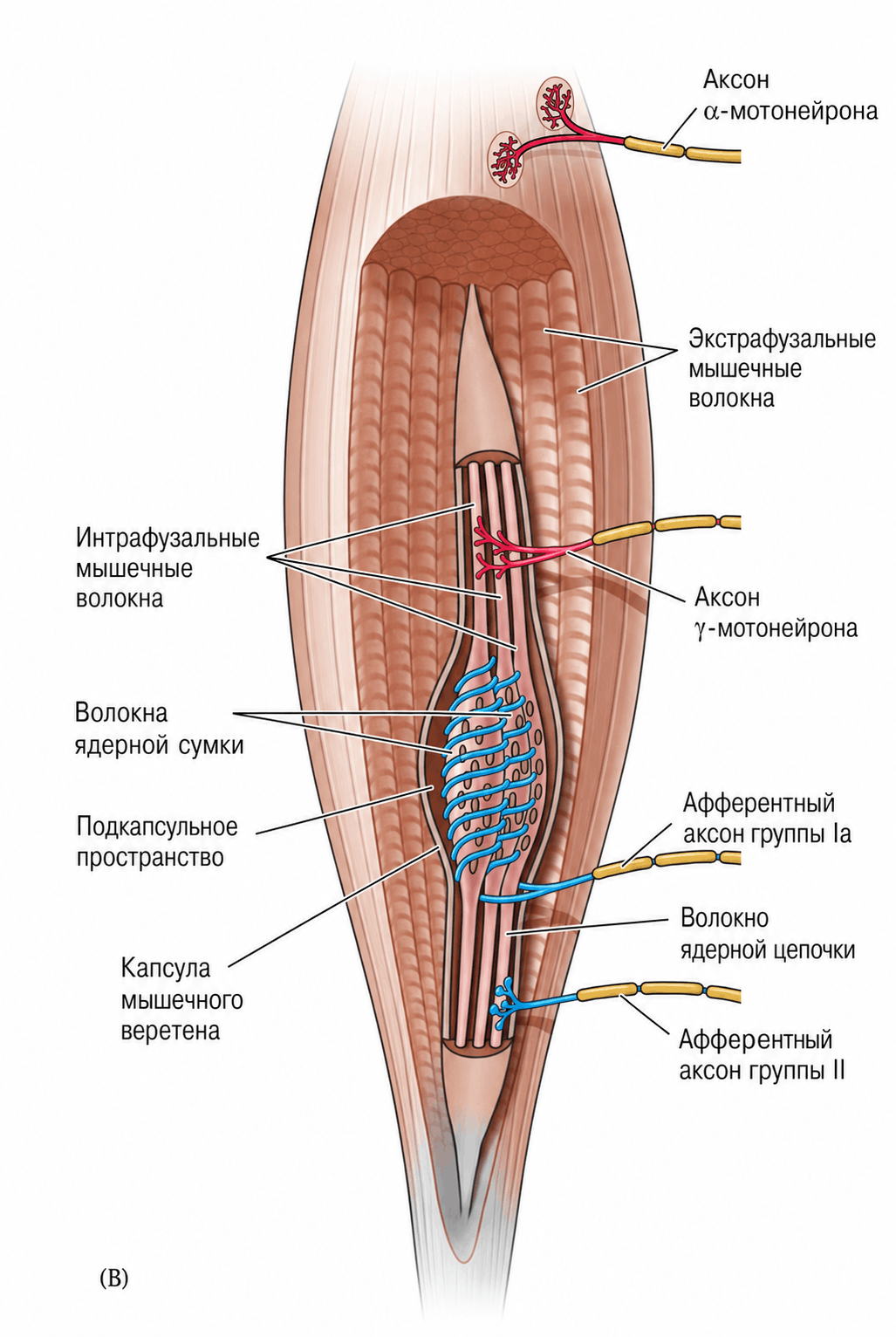 Мышечное веретено и его связь с нервной системой