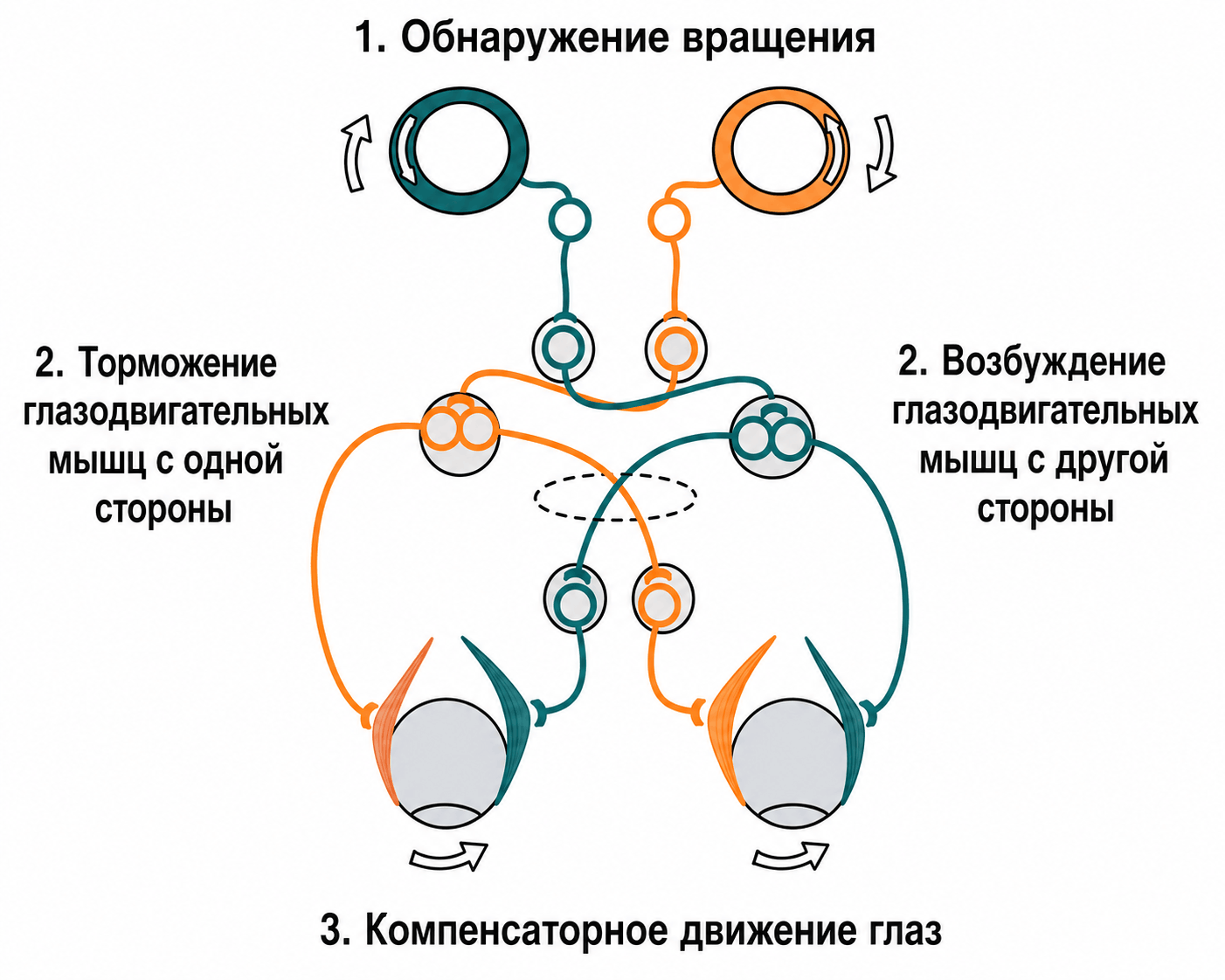 Вестибуло-окулярный рефлекс