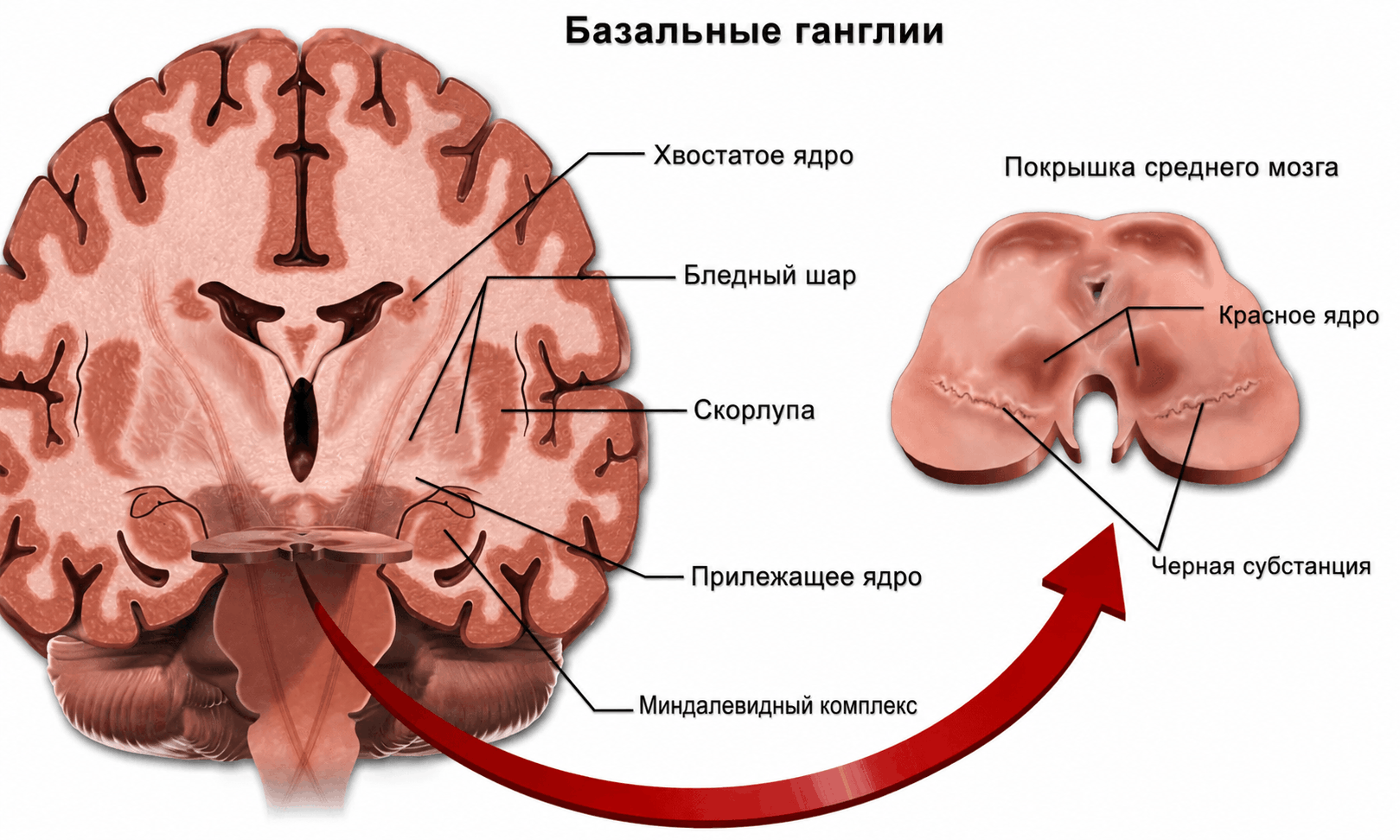 Важная роль базальных ганглиев — переключение между целенаправленным действием и привычкой