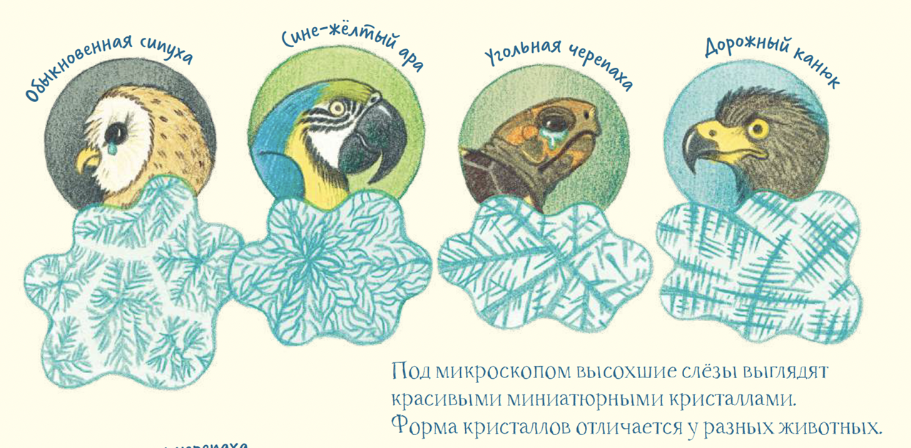 Иллюстрация из книги