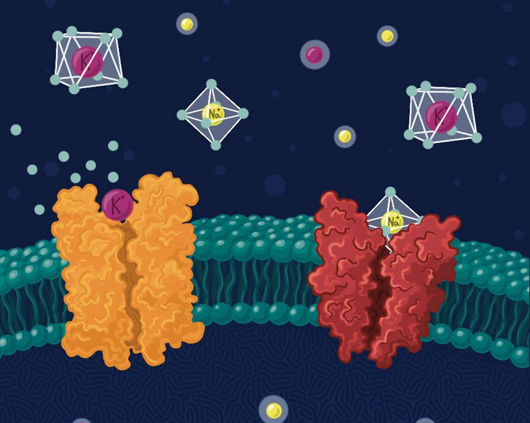 Иллюстрация с обложки Structure