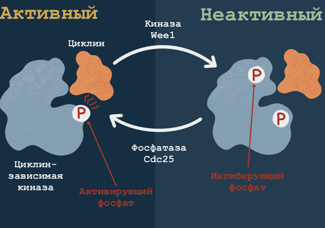 Взаимодействие молекул тонкой настройки регуляции клеточного цикла