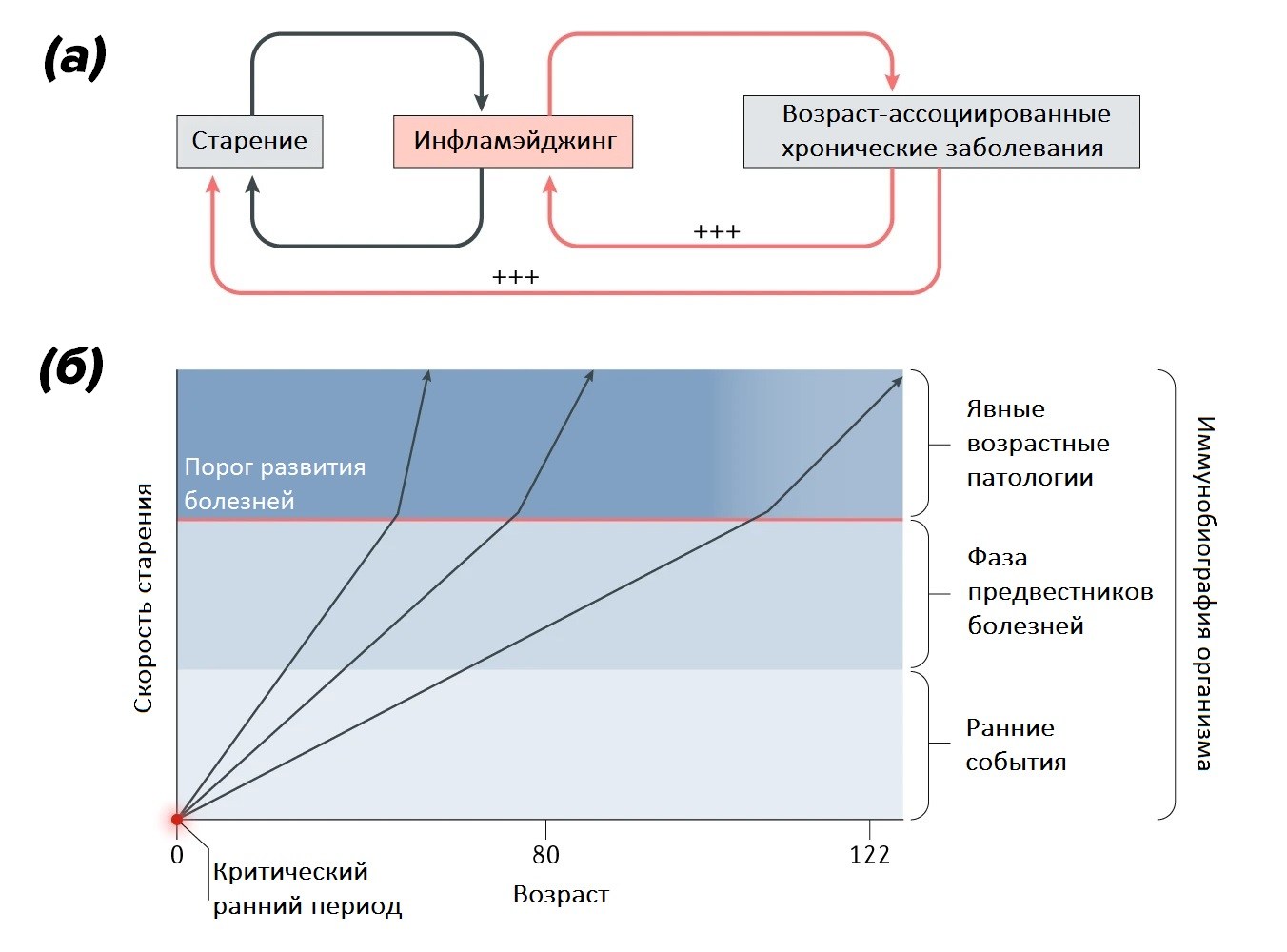 Концепция инфламэйджинга