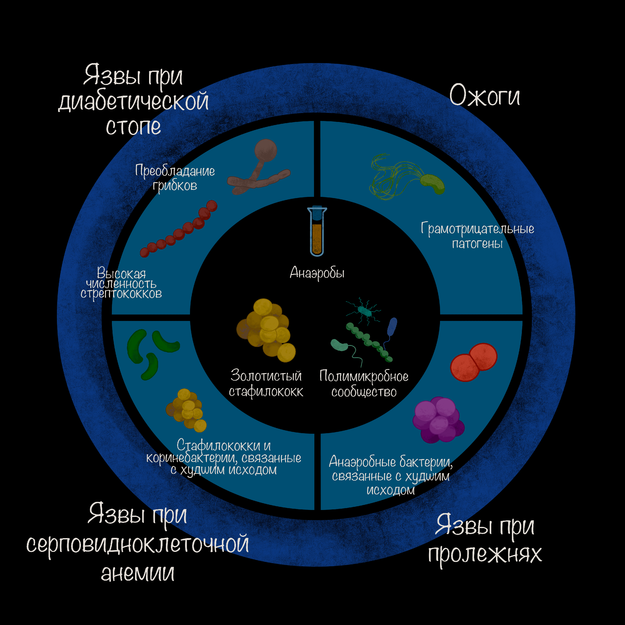 Микробиом в разных типах хронических ран