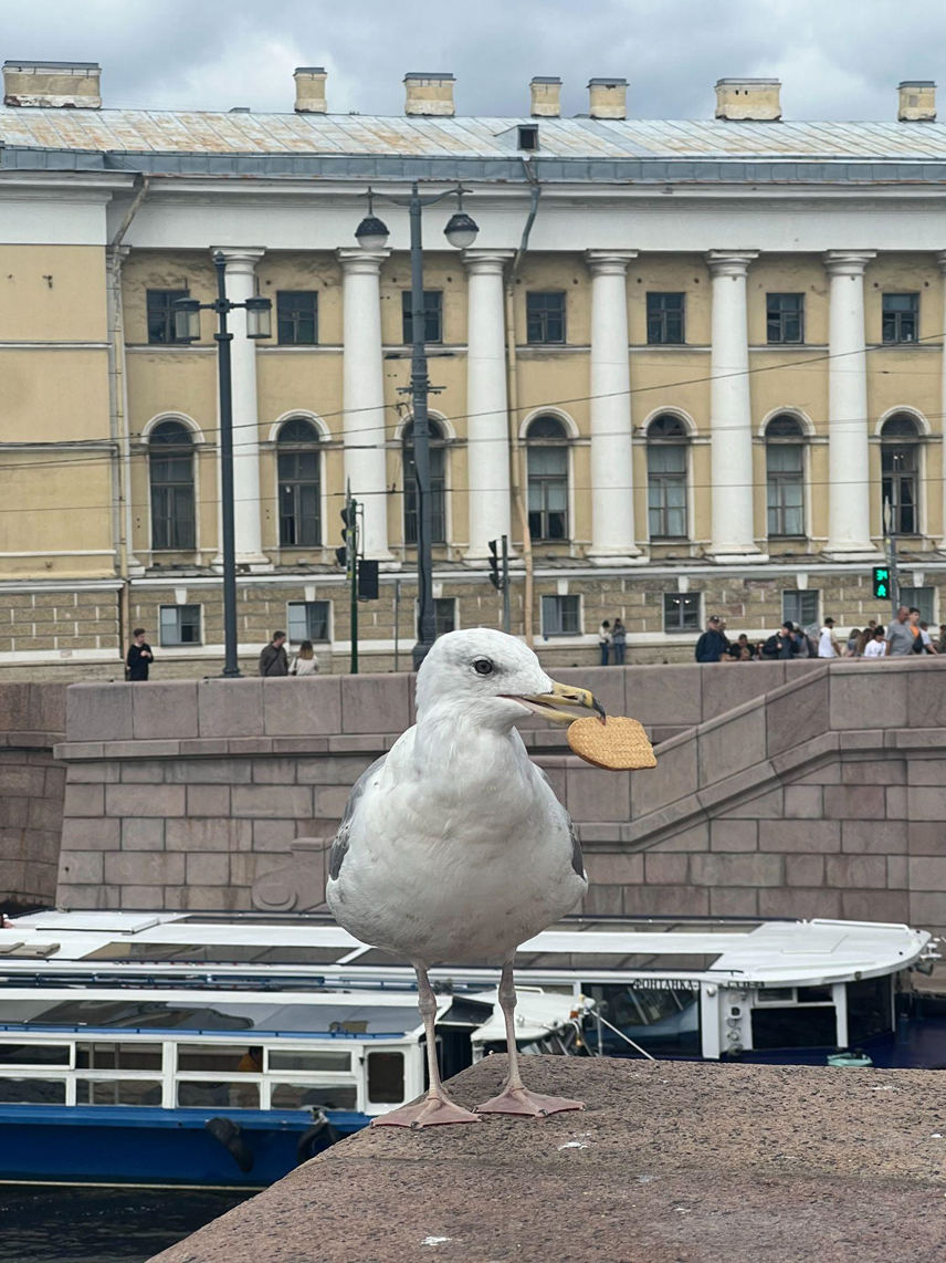 Чайка на фоне здания ЗИН РАН