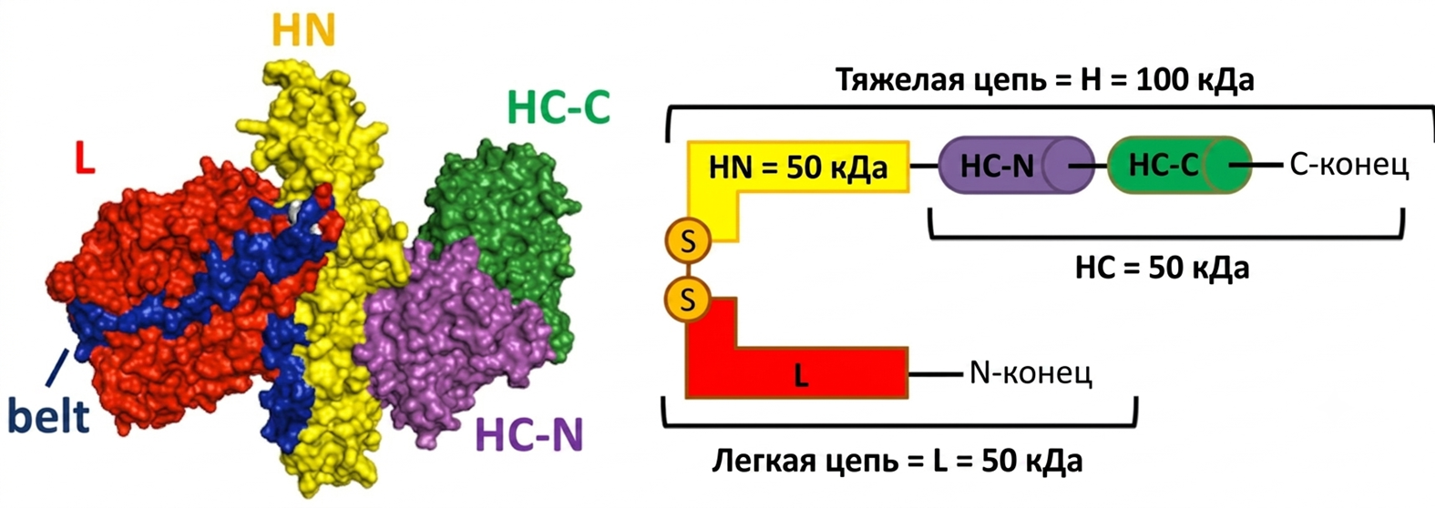 Трехмерная структура ботулинического нейротоксина типа А1 (BoNT/A1)