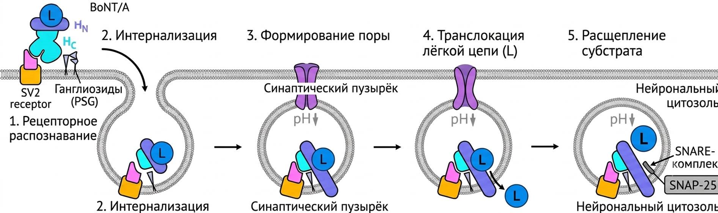 Пять стадий действия ботулотоксина типа А
